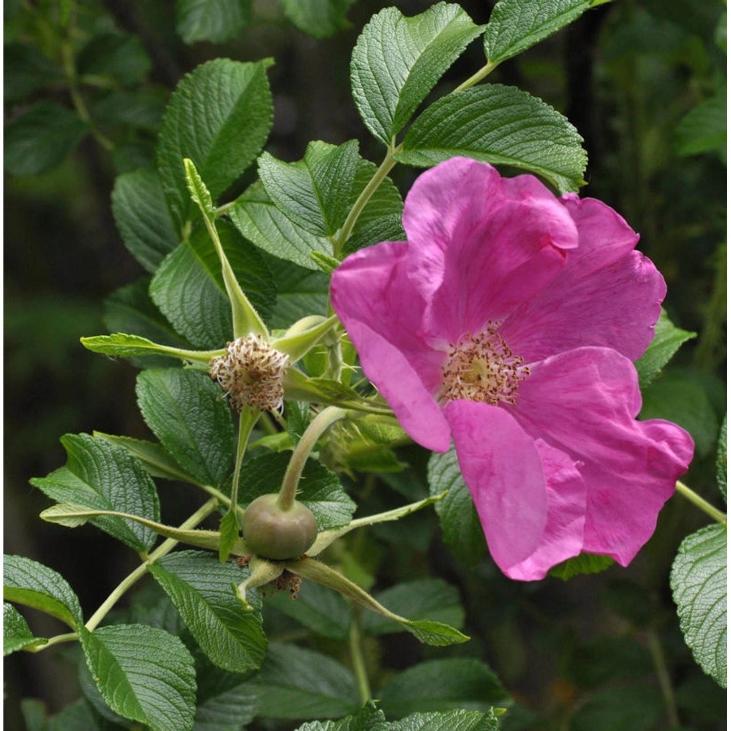 Apfelrose Rubra 30-40cm - Rosa rugosa rubra
