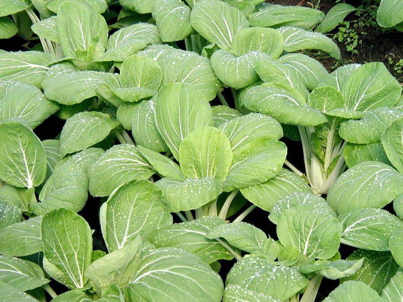 Asiagemüse 'Pak Choi'