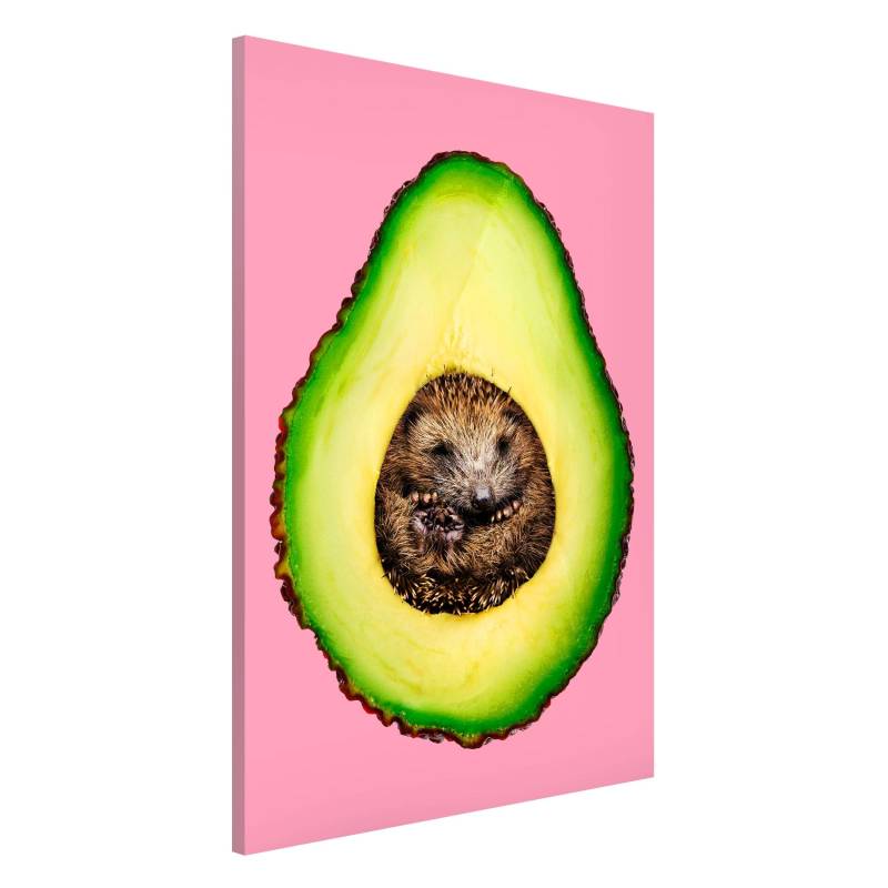 Avocado mit Igel