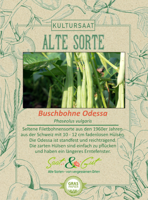 BIO-Buschbohne Odessa