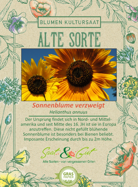 BIO-Sonnenblume verzweigt