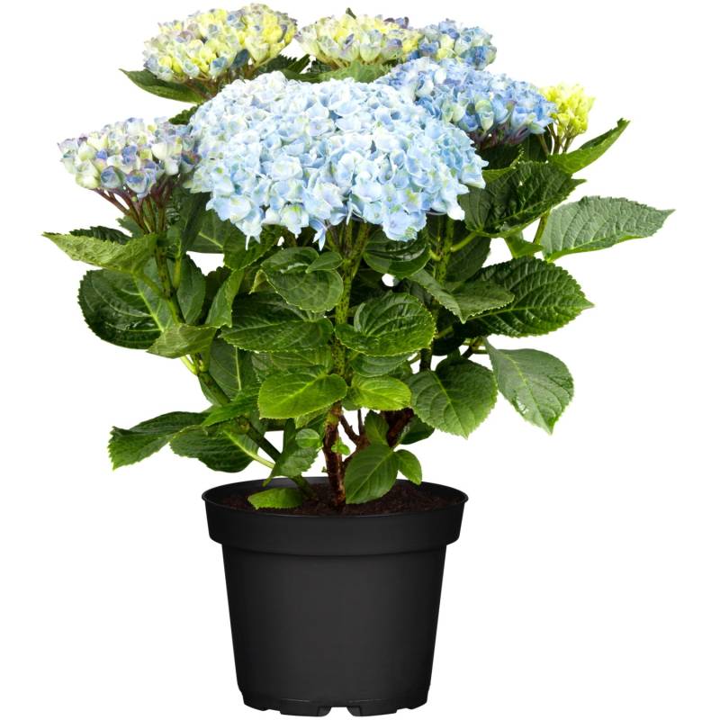 Ballhortensie Magical Blau Höhe ca. 30 cm - 40 cm Topf ca. 5 l Hydrangea