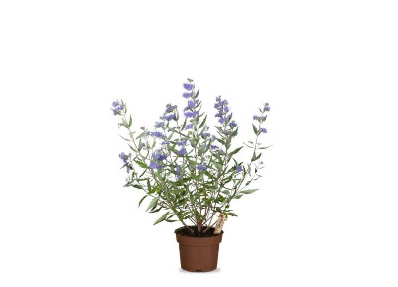 Bartblume Blauer Ballon