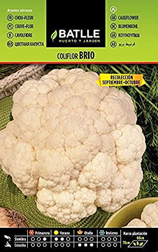 Batlle Gemüsesamen - Blumenkohl Brio Sorte Urgelba (1050 Samen) von Semillas Batlle