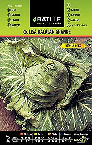 Batlle Gemüsesamen - Grosser Weisskohl Bacalan (3000 Samen) von Semillas Batlle
