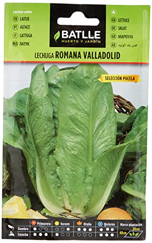 Batlle Gemüsesamen - Salat Valladolid Ausw. Pucela (6400 Samen) von Semillas Batlle