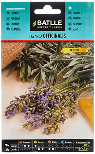 Batlle Kräutersamen - Lavendel Officinalis (Samen - 40cm) von Semillas Batlle