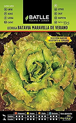 Batlle Gemüsesamen - Salat Maravilla de Verano Maresme (5600 Samen) von Semillas Batlle