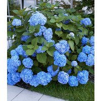 Bauern-Hortensie 'Générale Vicomtesse de Vibraye®'