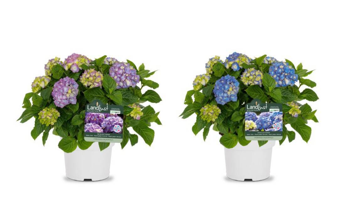 Bauernhortensie Blau/Violett (2er-Set)