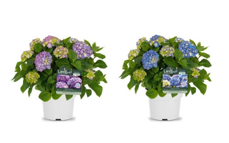 Bauernhortensie Blau/Violett (2er-Set)