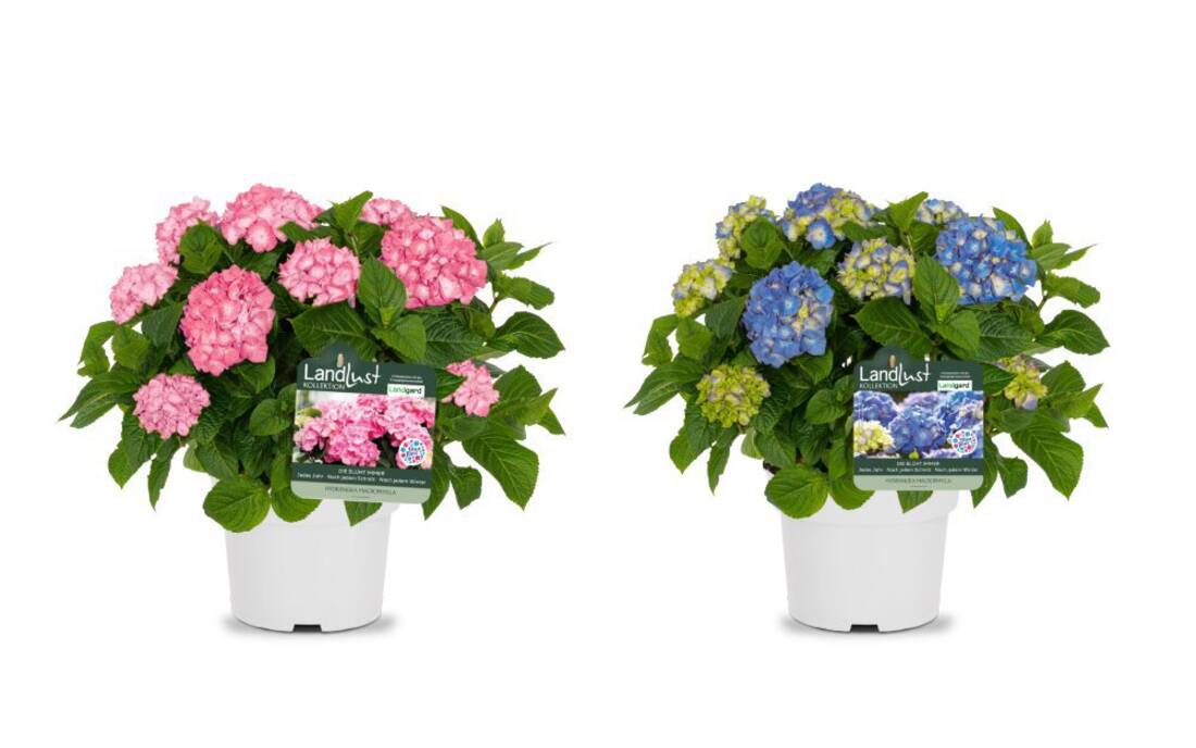 Bauernhortensie Rosa/Blau (2er-Set)