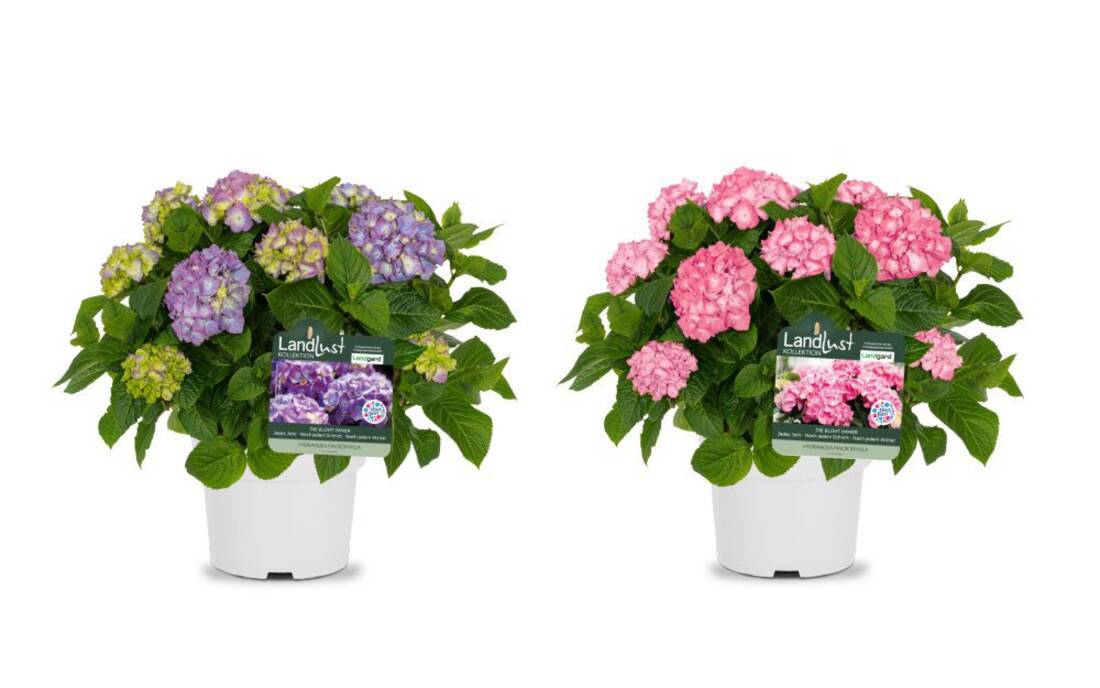 Bauernhortensie Rosa/Violett (2er-Set)