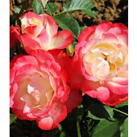 Beet-Rose 'Carmagnole®'