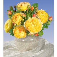 Beet-Rose 'Château de Cheverny®'