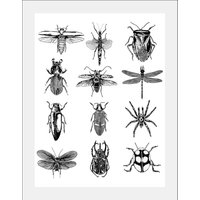 queence Bild "Insekten", in 3 Größen, gerahmt von Queence