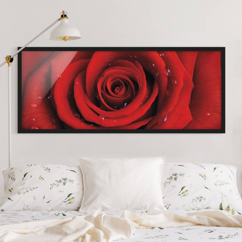 Bild mit Rahmen - Panorama Rote Rose mit Wassertropfen