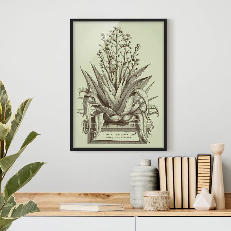 Bild mit Rahmen Vintage Aloe Vera Americana Major