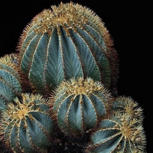 Blau Fass-Kaktus-Samen (Ferocactus glaucescens) 20 Samen