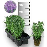 Blauer Duft-Lavendel 25 Stk.