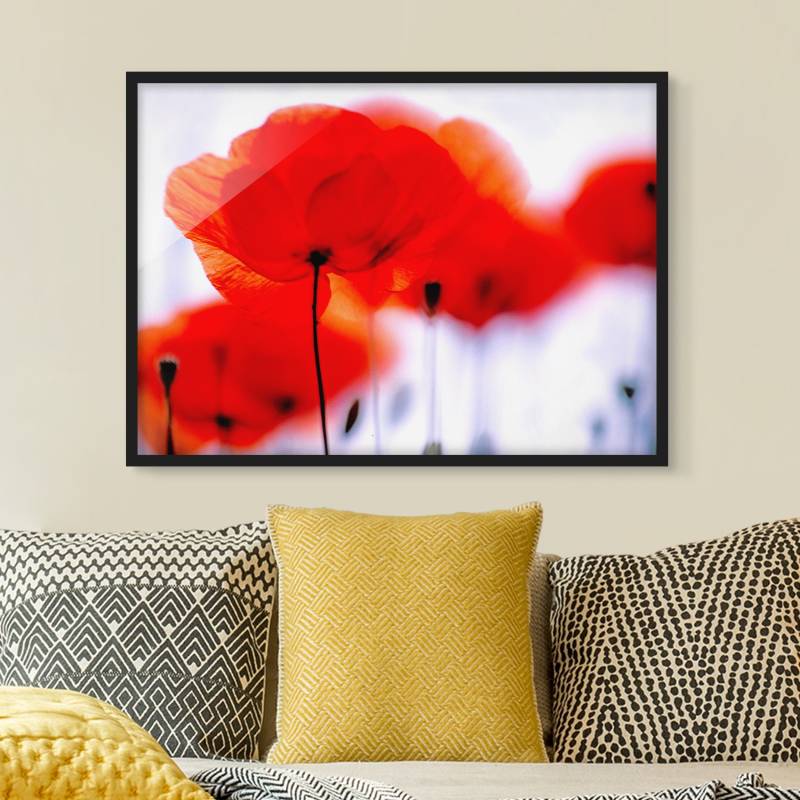 Blumen Bild mit Rahmen Magic Poppies