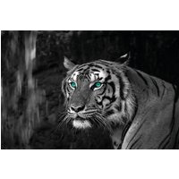 Bönninghoff Leinwandbild "Blue Eyed Tiger", (1 St.) von Bönninghoff