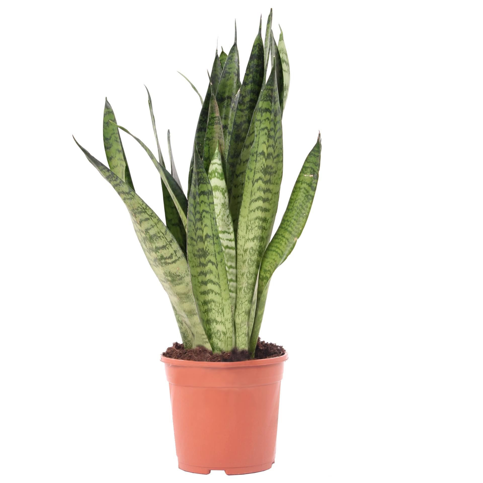 Bogenhanf verschiedene Sorten 14 cm Topf