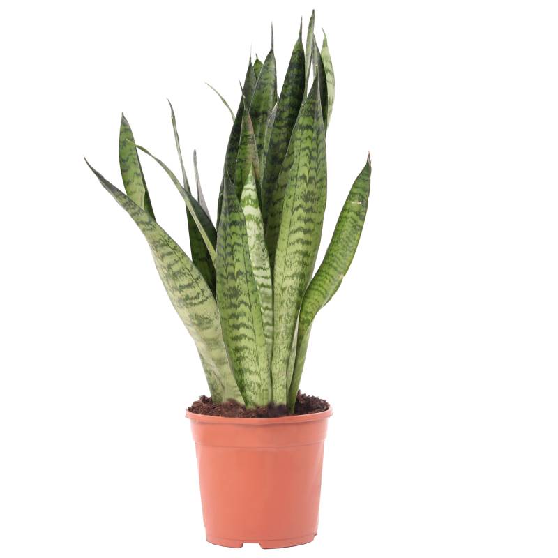 Bogenhanf verschiedene Sorten 14 cm Topf