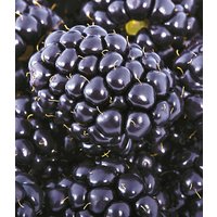 Brombeere 'Big Max  XXL®'