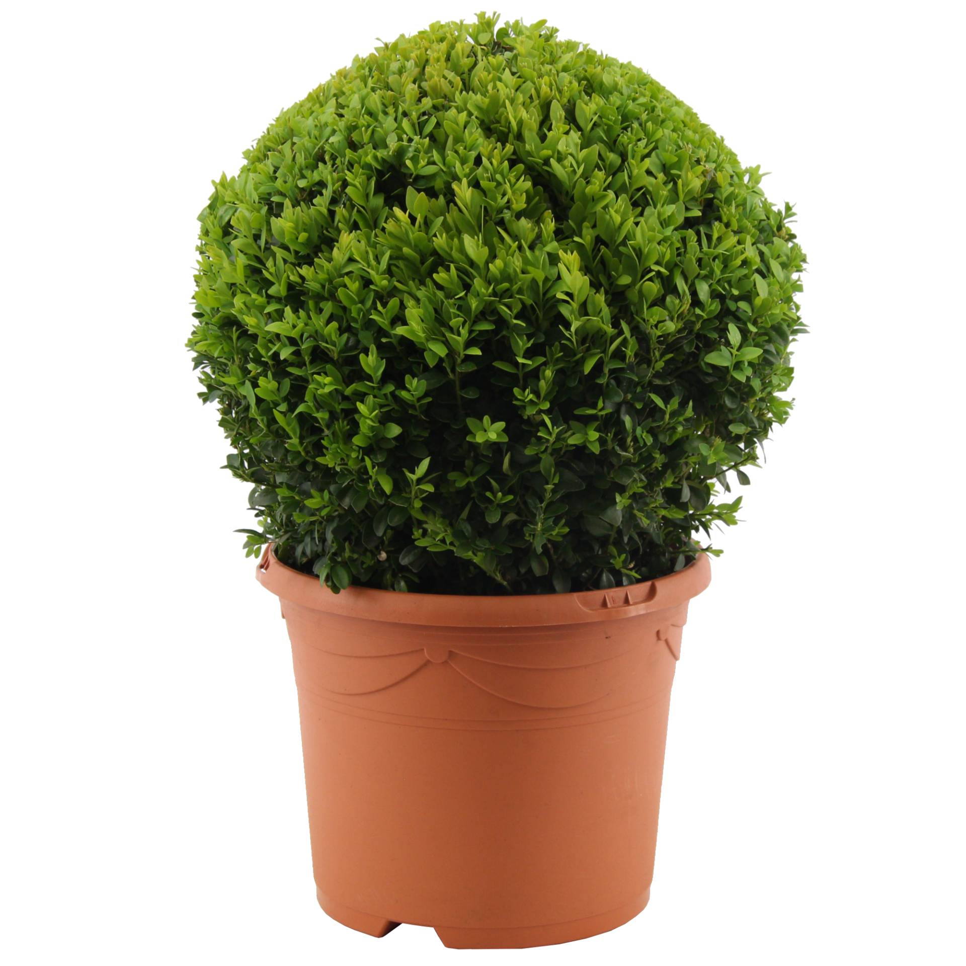Buchsbaum-Kugel Ø 28 cm, 21 cm Topf