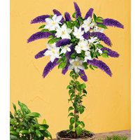 Buddleia-Stämmchen mit Clematis