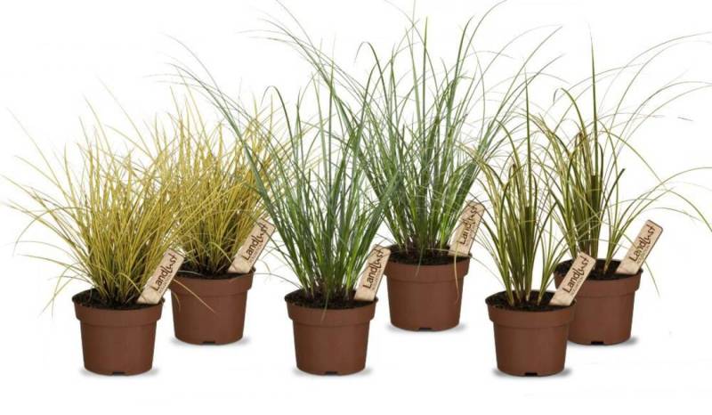 Bunter Gräsermix Schatten (6er-Set)
