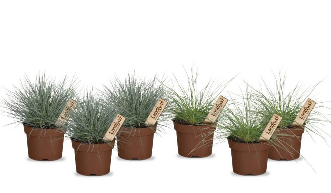 Bunter Gräsermix Sonne (6er-Set)