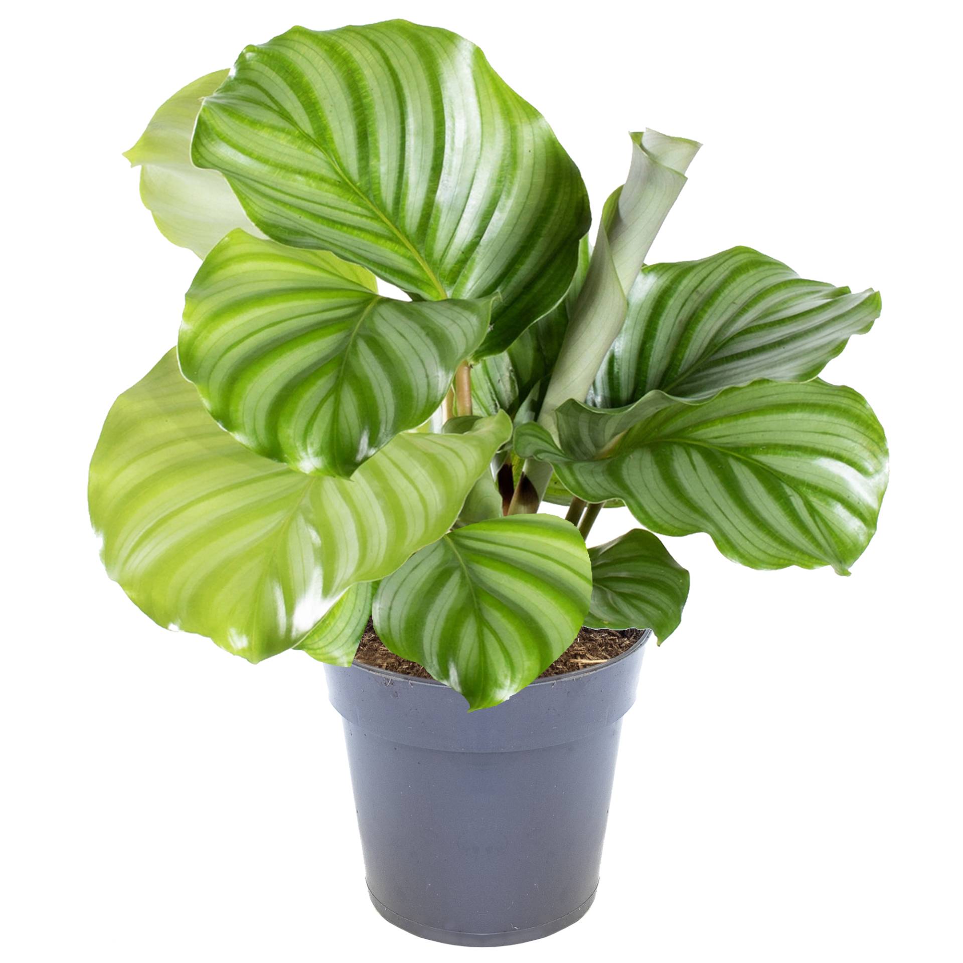Calathea 'Orbifolia' 11 cm Topf