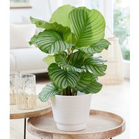 Calathea orbifolia im 17 cm Topf