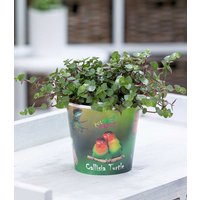 Callisia 'Turtle' inkl. Papierübertopf