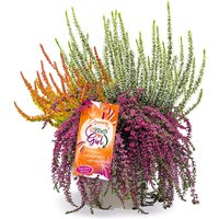 Calluna Knospenheide 'Burning Up Down Girl®', 15 cm-Topf