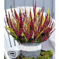 Calluna Knospenheide 'Colour Twister®' im 17 cm XXL-Topf