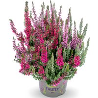 Calluna Knospenheide 'Fluffy® Twister®', 14 cm-Topf