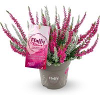 Calluna Knospenheide 'Fluffy Kiss', 11 cm-Topf