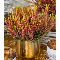 Calluna Knospenheide 'Golden Angie', 13 cm-Topf