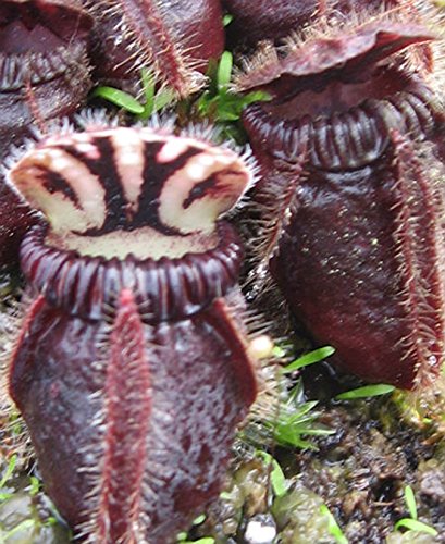 Cephalotus follicularis EDEN BLACK Australian Pitcher Plant RARE 2 Samen ~