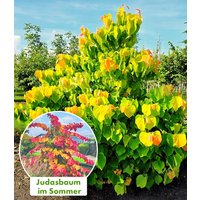 Cercis 'The Rising Sun', Judasbaum