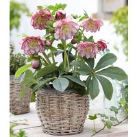 Christrose 'Double Ellen® Picotée'