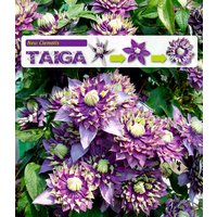 Clematis 'Taiga®'