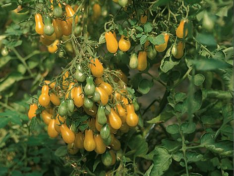 Cocktailtomate 'Dattelwein'