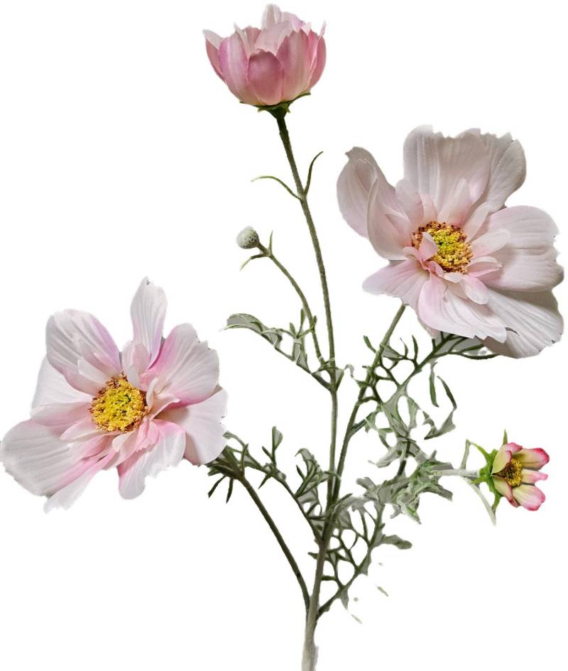 Cosmea 79 cm COSMEA in rosa-weiß