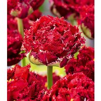 Crispa-Tulpe 'Qatar'