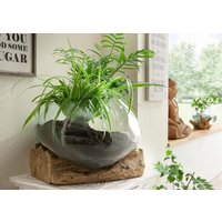 Deko-Glas DROP flach 15cm hoch Teak Wurzel Natur Hellbraun
