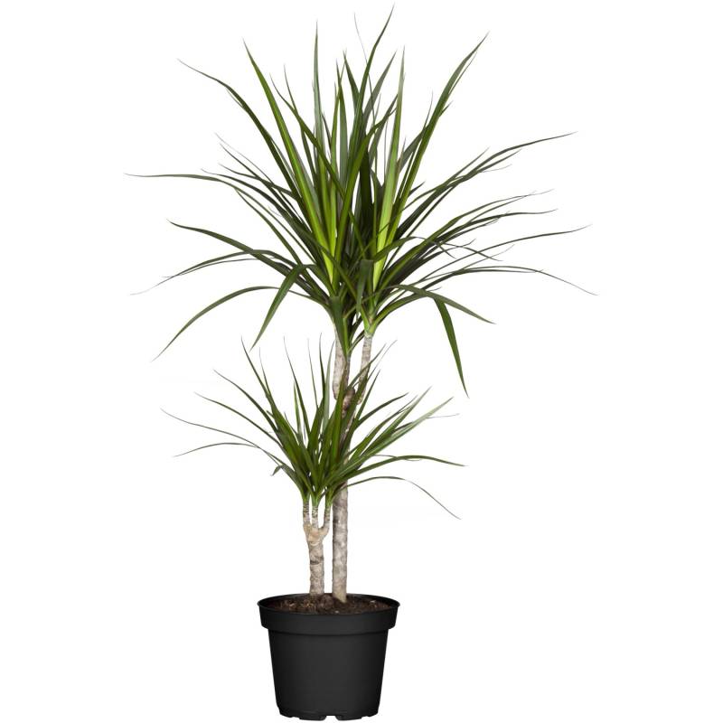GROW by OBI Drachenbaum 2er Stamm Topf Ø ca. 17 cm Dracaena Marginata von GROW by OBI